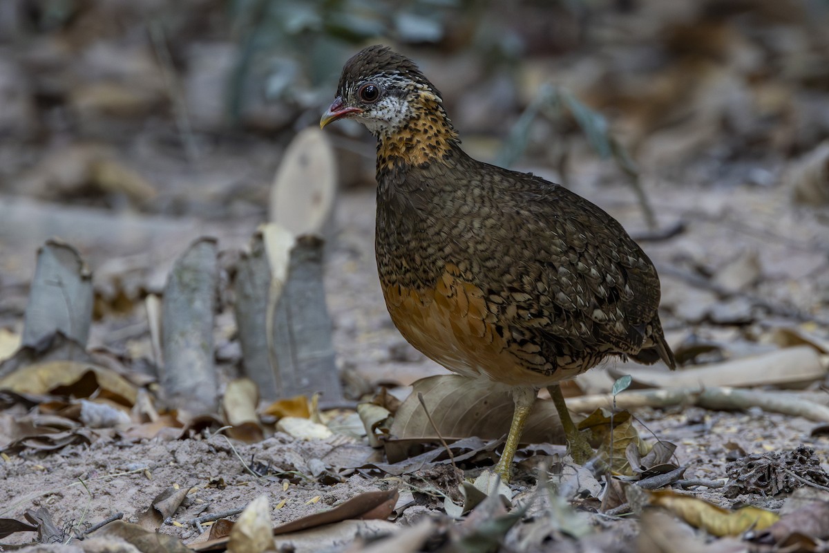 Scaly-breasted Partridge - Karsten Schmale