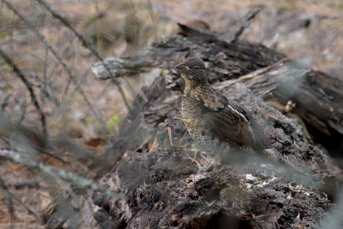 Ruffed Grouse - ML617069624