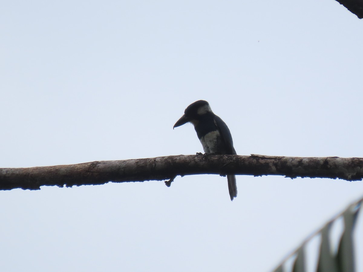 Black-breasted Puffbird - ML617069643
