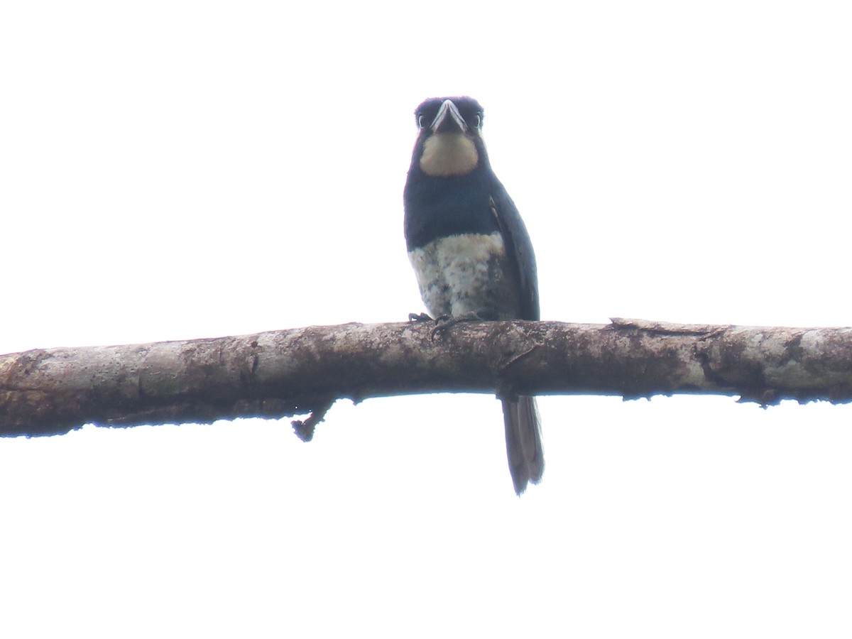 Black-breasted Puffbird - ML617069675