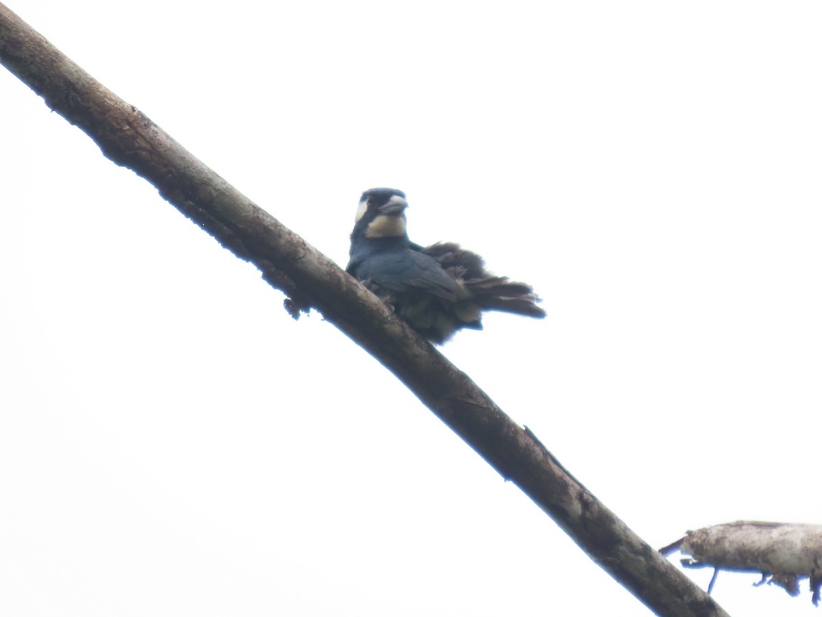 Black-breasted Puffbird - ML617069682