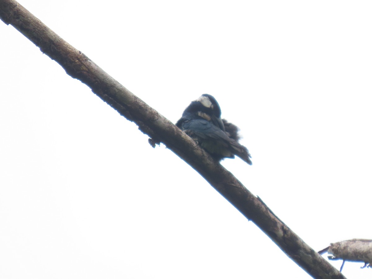 Black-breasted Puffbird - ML617069683