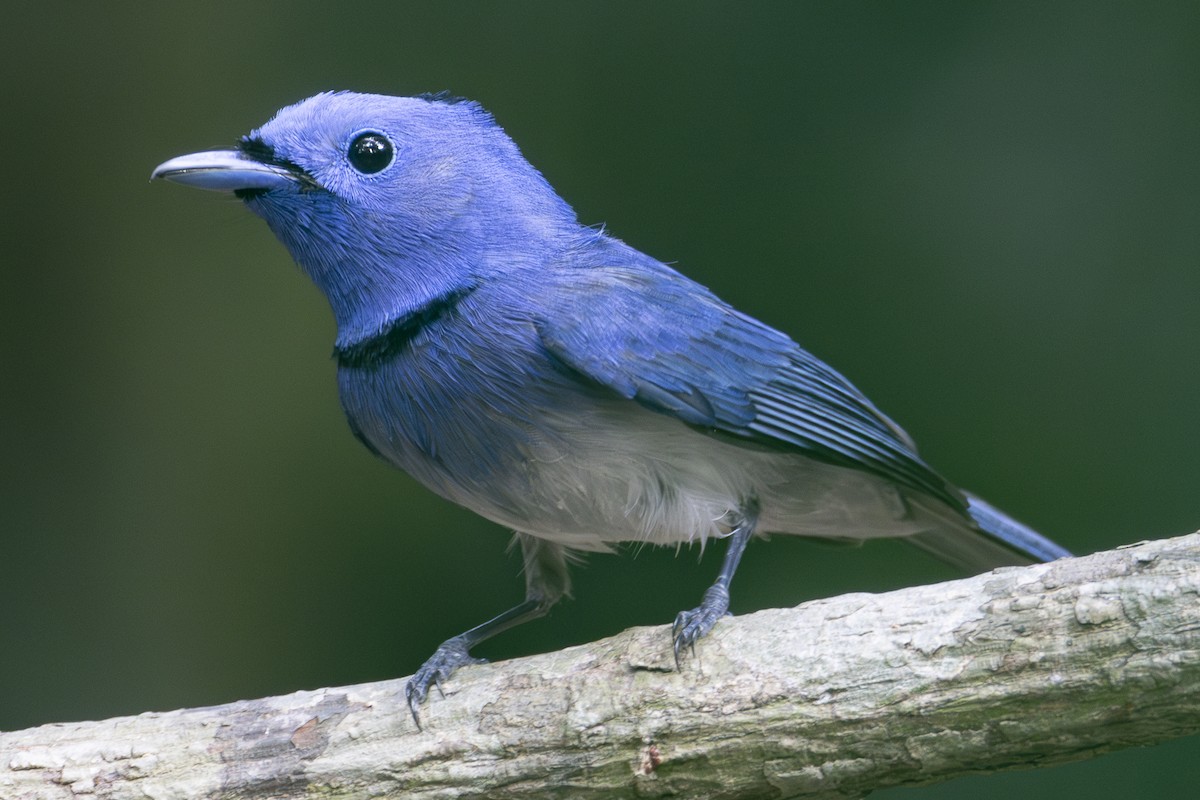 Black-naped Monarch - ML617069687