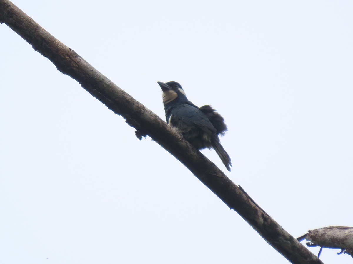 Black-breasted Puffbird - ML617069724
