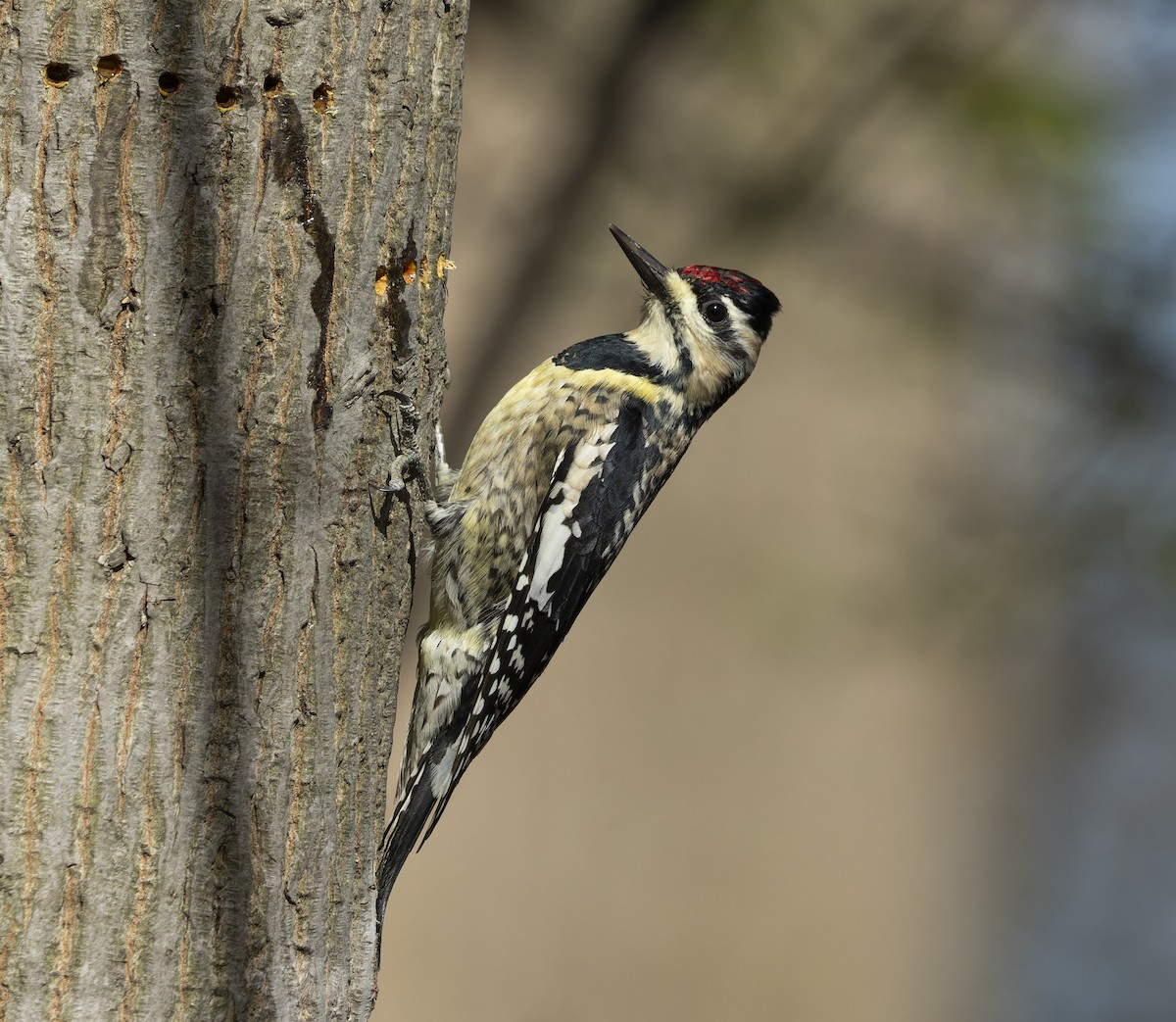 Yellow-bellied Sapsucker - ML617069796