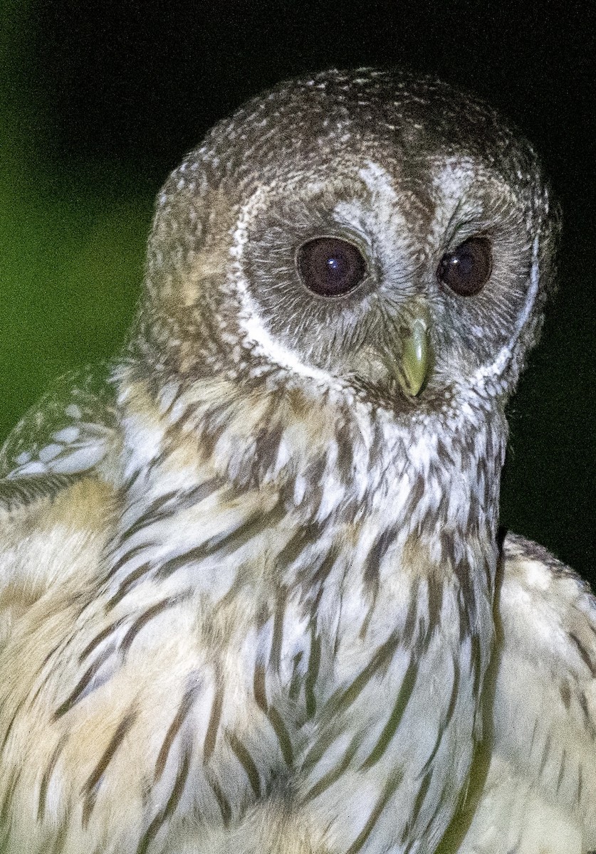 Mottled Owl - Michael  Hingerty