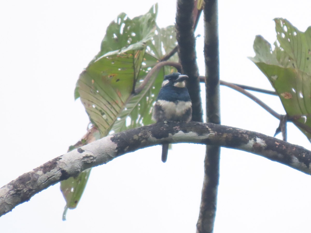 Black-breasted Puffbird - ML617069856