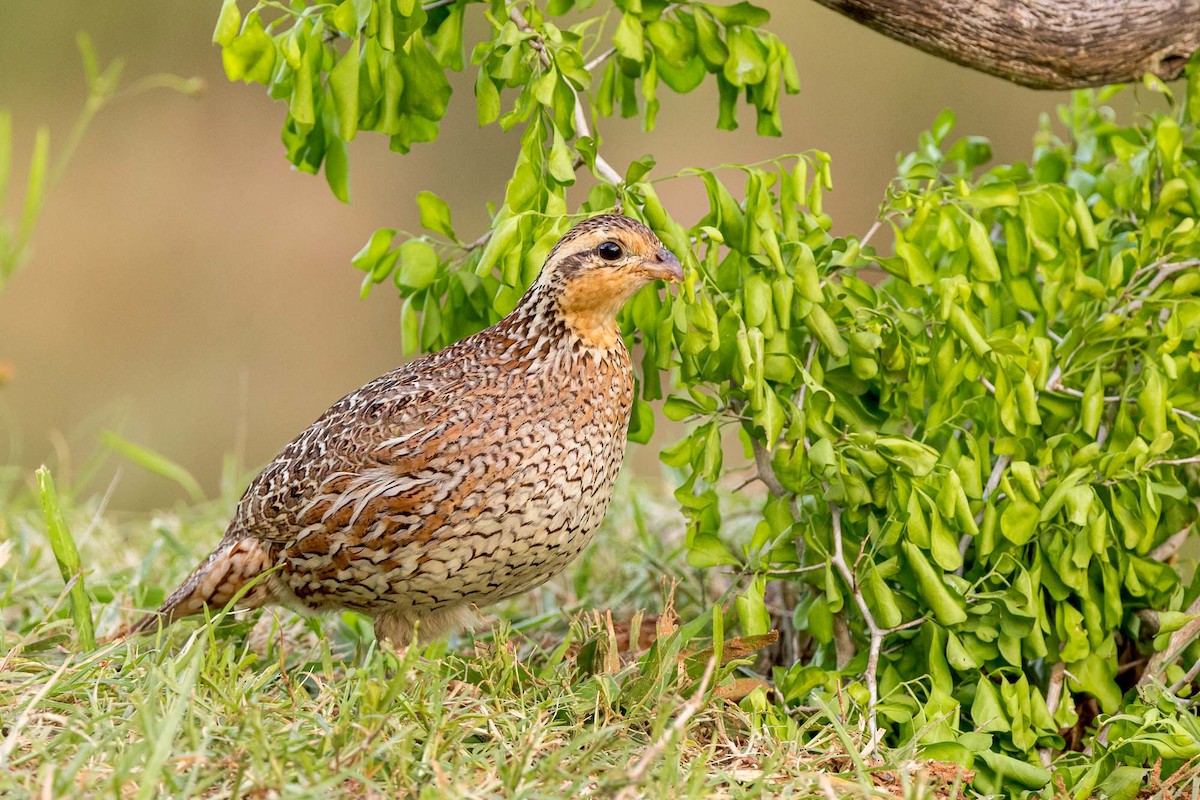 Northern Bobwhite - Ron Horn