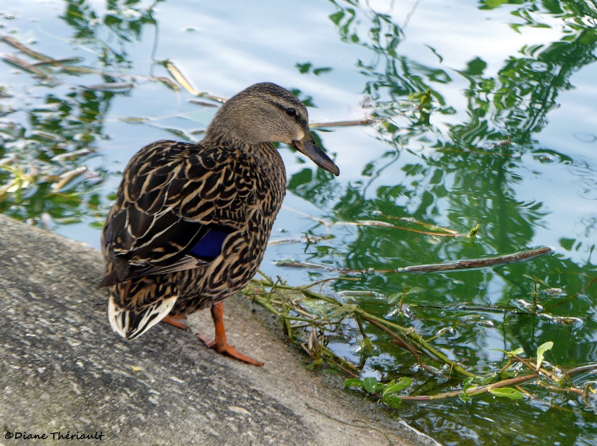 Mottled Duck - ML617069860