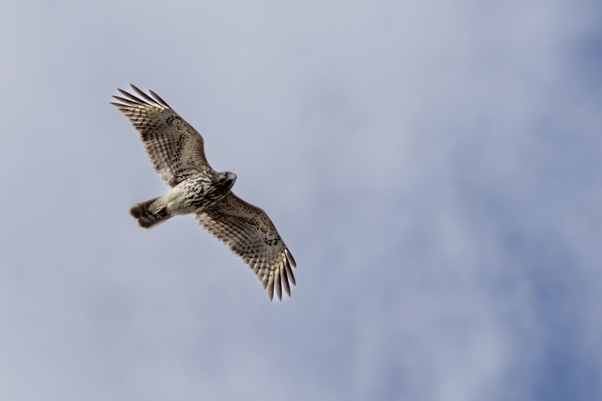 Red-shouldered Hawk - ML617069869