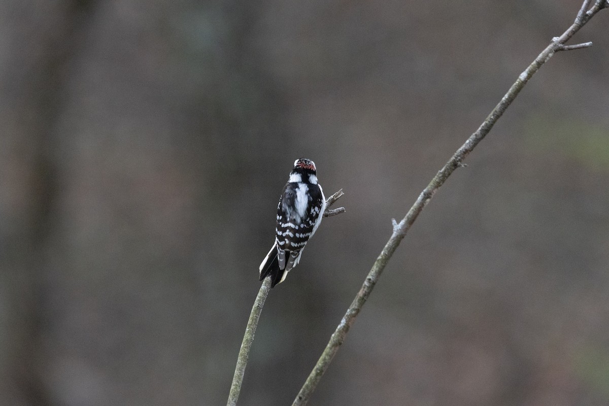 Downy Woodpecker - ML617069873