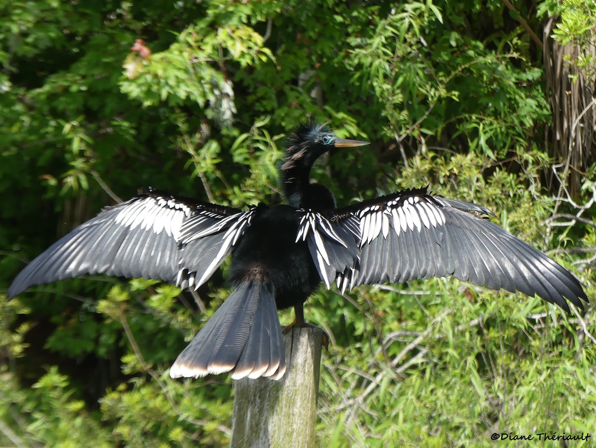 anhinga americká - ML617069884