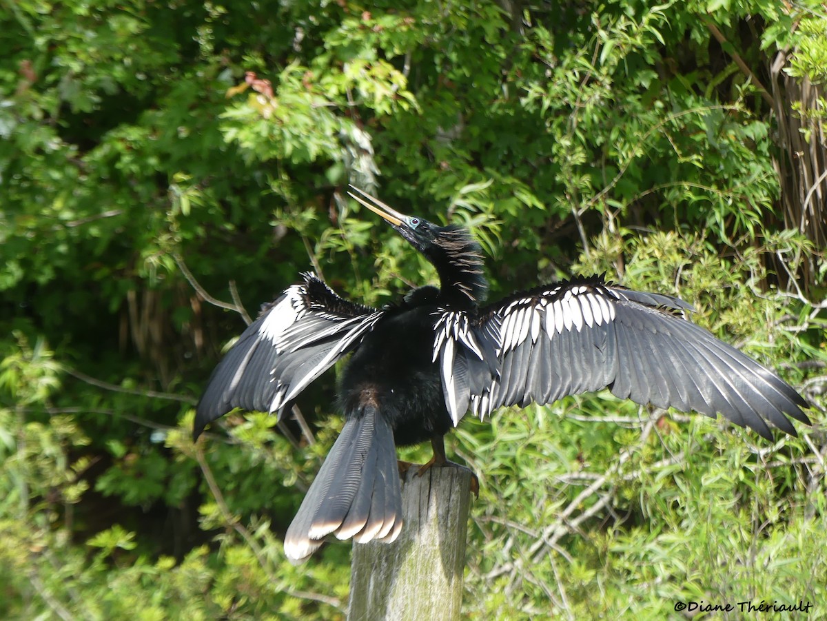 anhinga americká - ML617069885