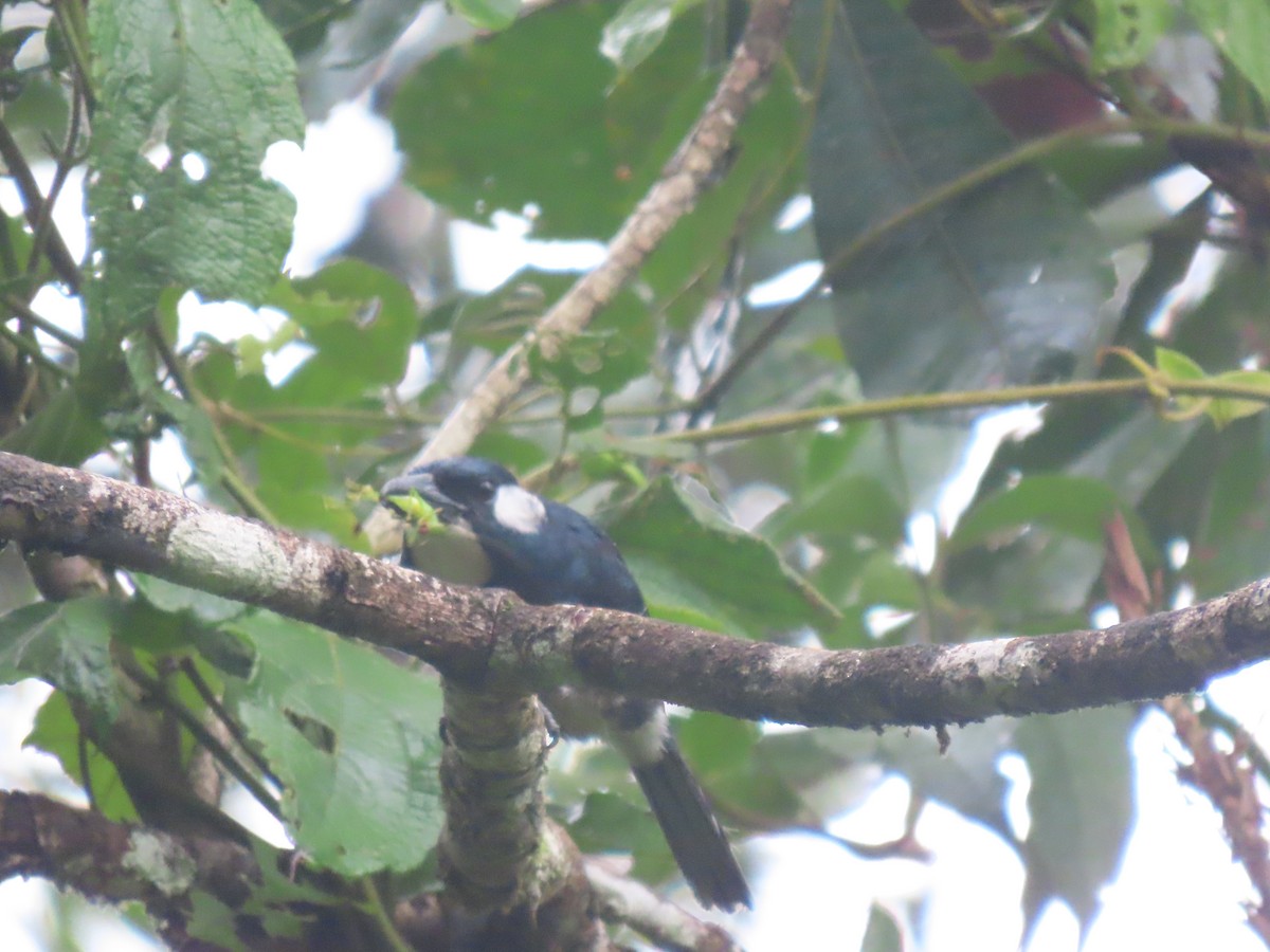 Black-breasted Puffbird - ML617069894
