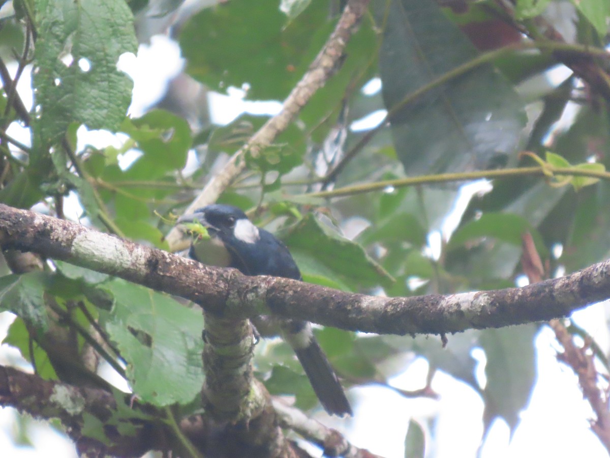 Black-breasted Puffbird - ML617069897