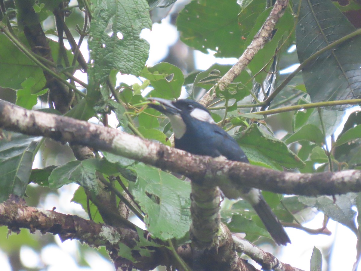 Black-breasted Puffbird - ML617069899