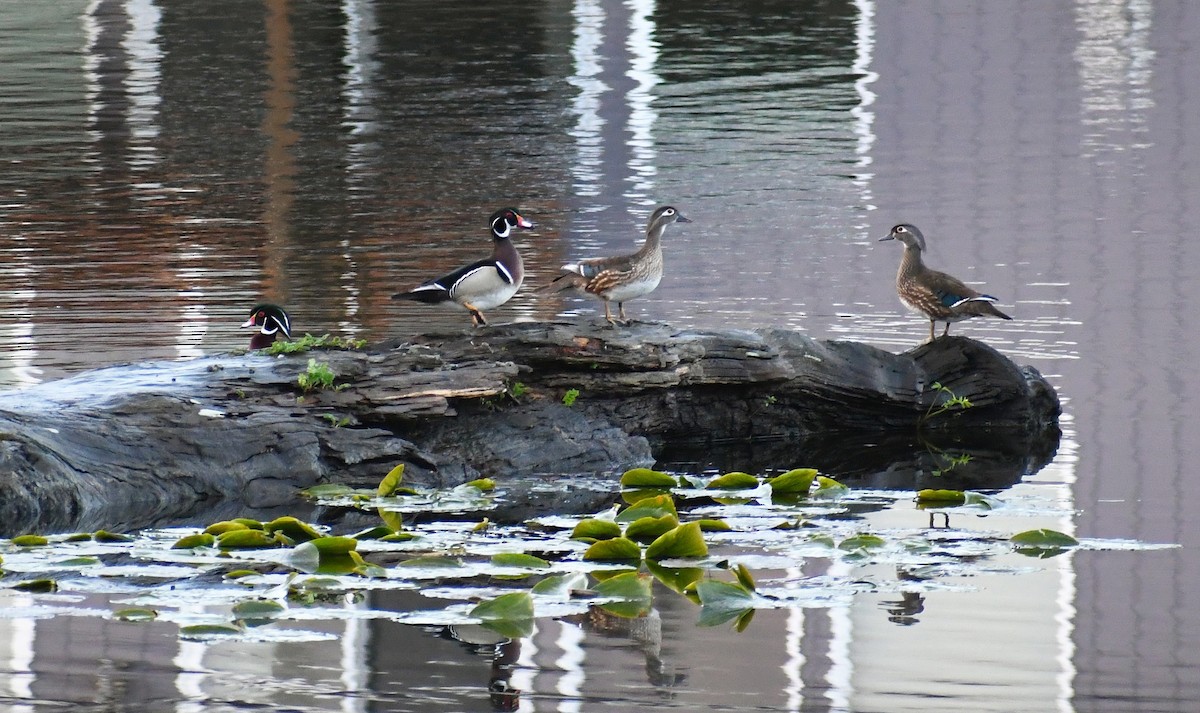 Wood Duck - ML617069932