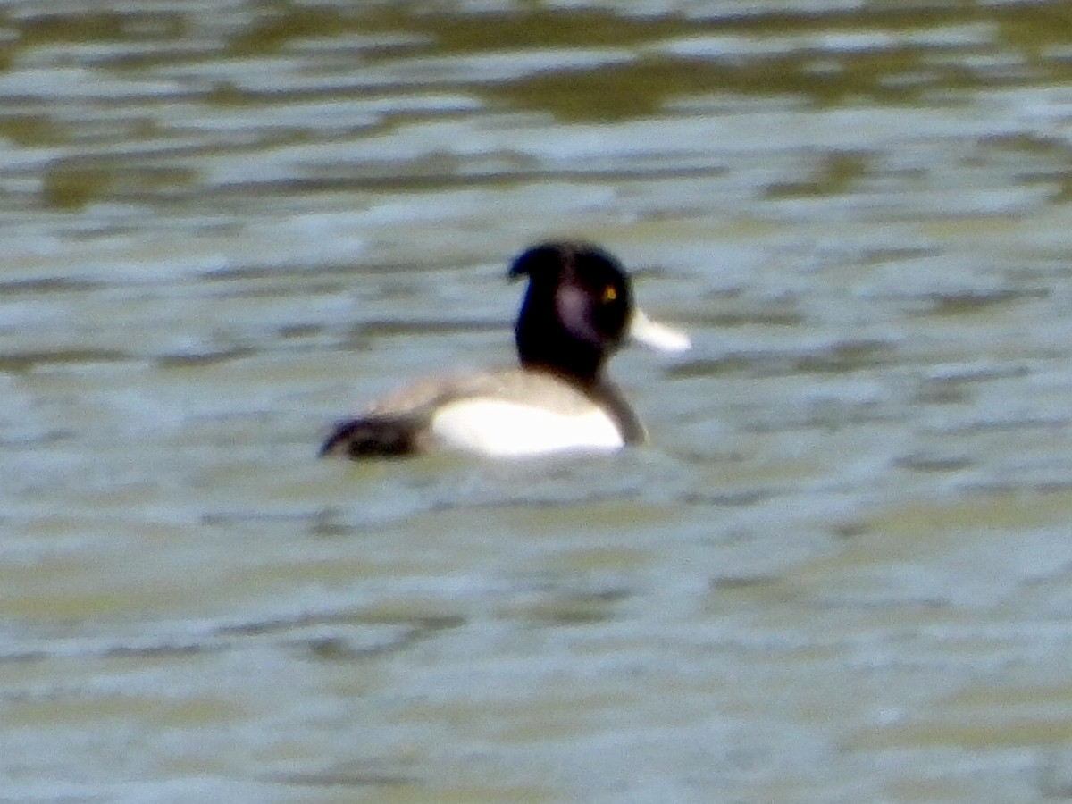 Tufted Duck x scaup sp. (hybrid) - ML617069940