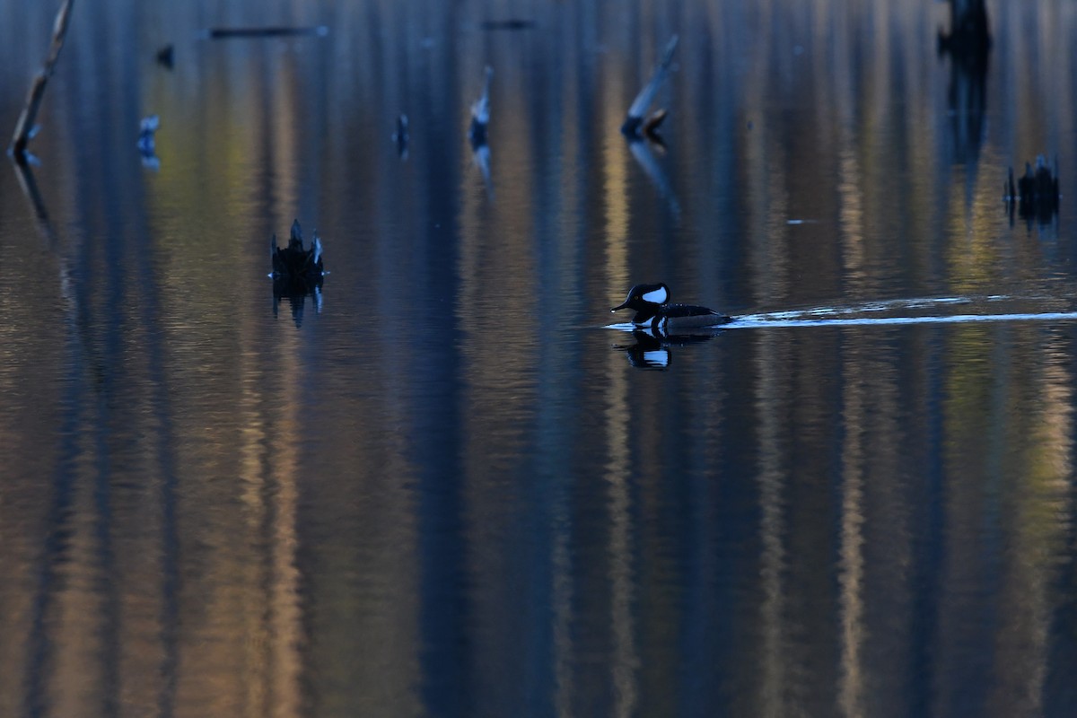 Hooded Merganser - Feipeng Huang