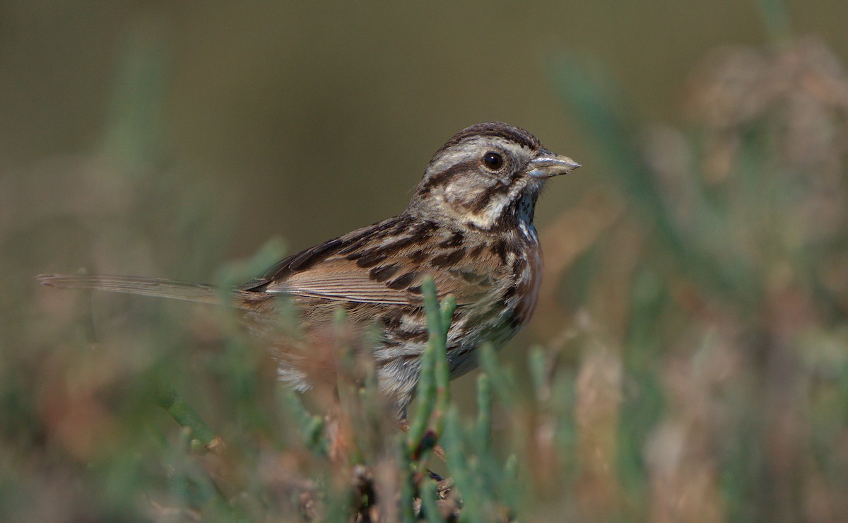 Song Sparrow (pusillula) - Curtis Marantz