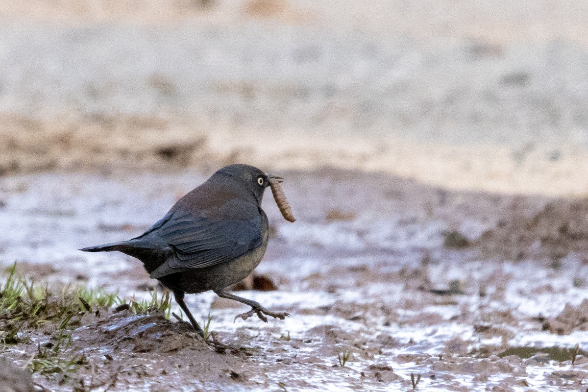 Rusty Blackbird - ML617069955