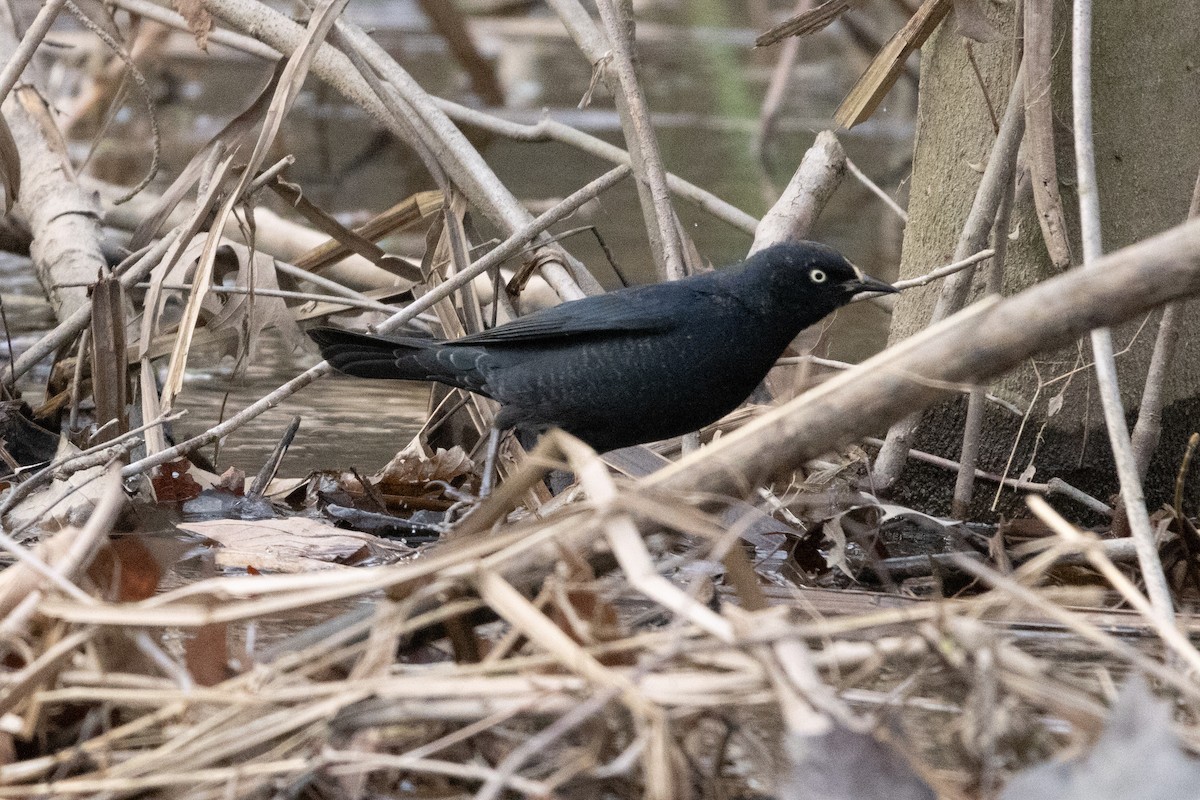 Rusty Blackbird - ML617069956