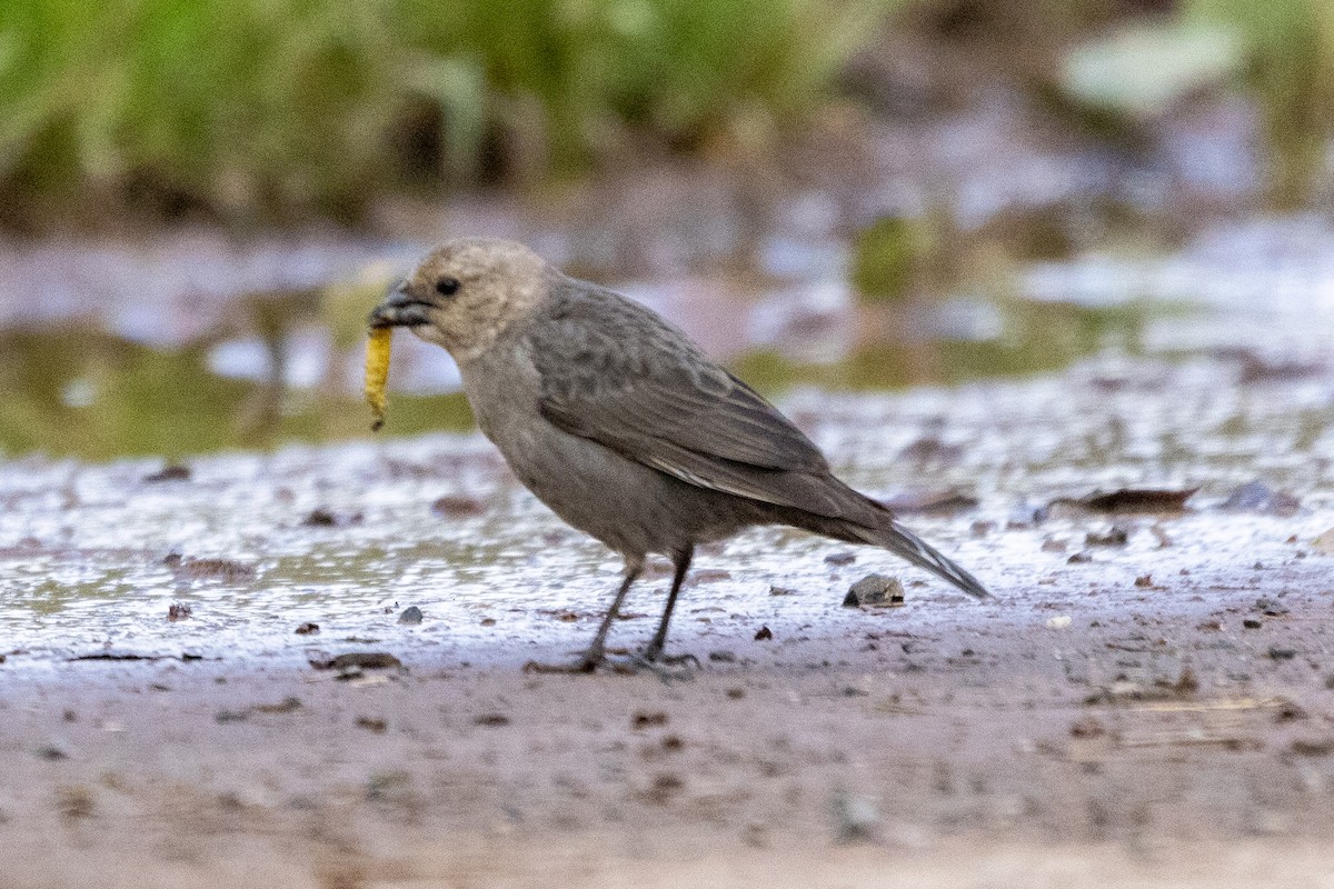 Brown-headed Cowbird - ML617069963