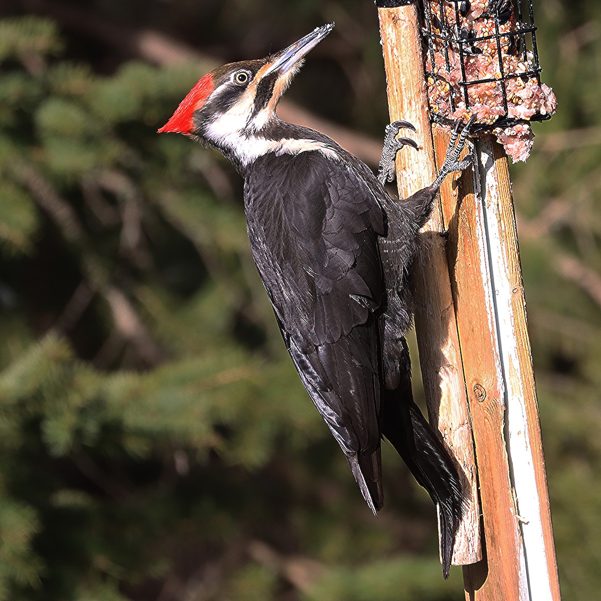 Pileated Woodpecker - ML617069983