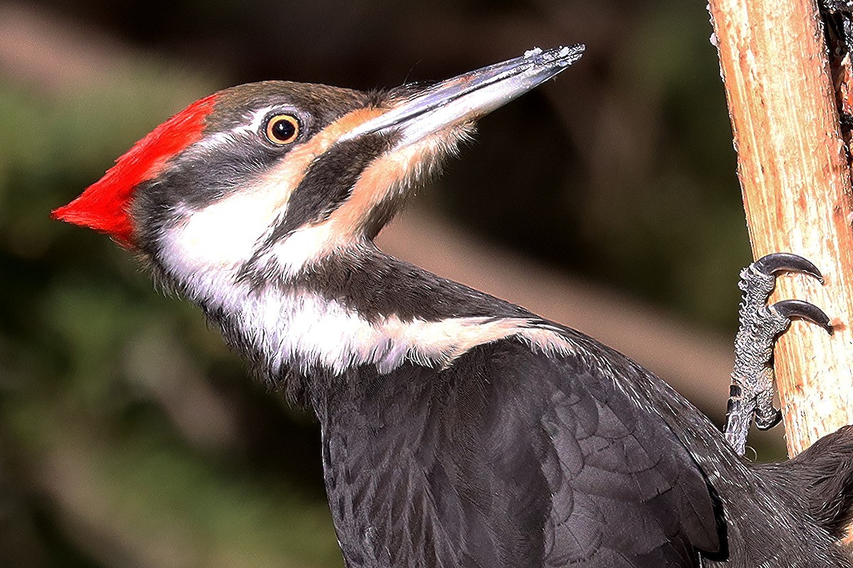 Pileated Woodpecker - ML617069986