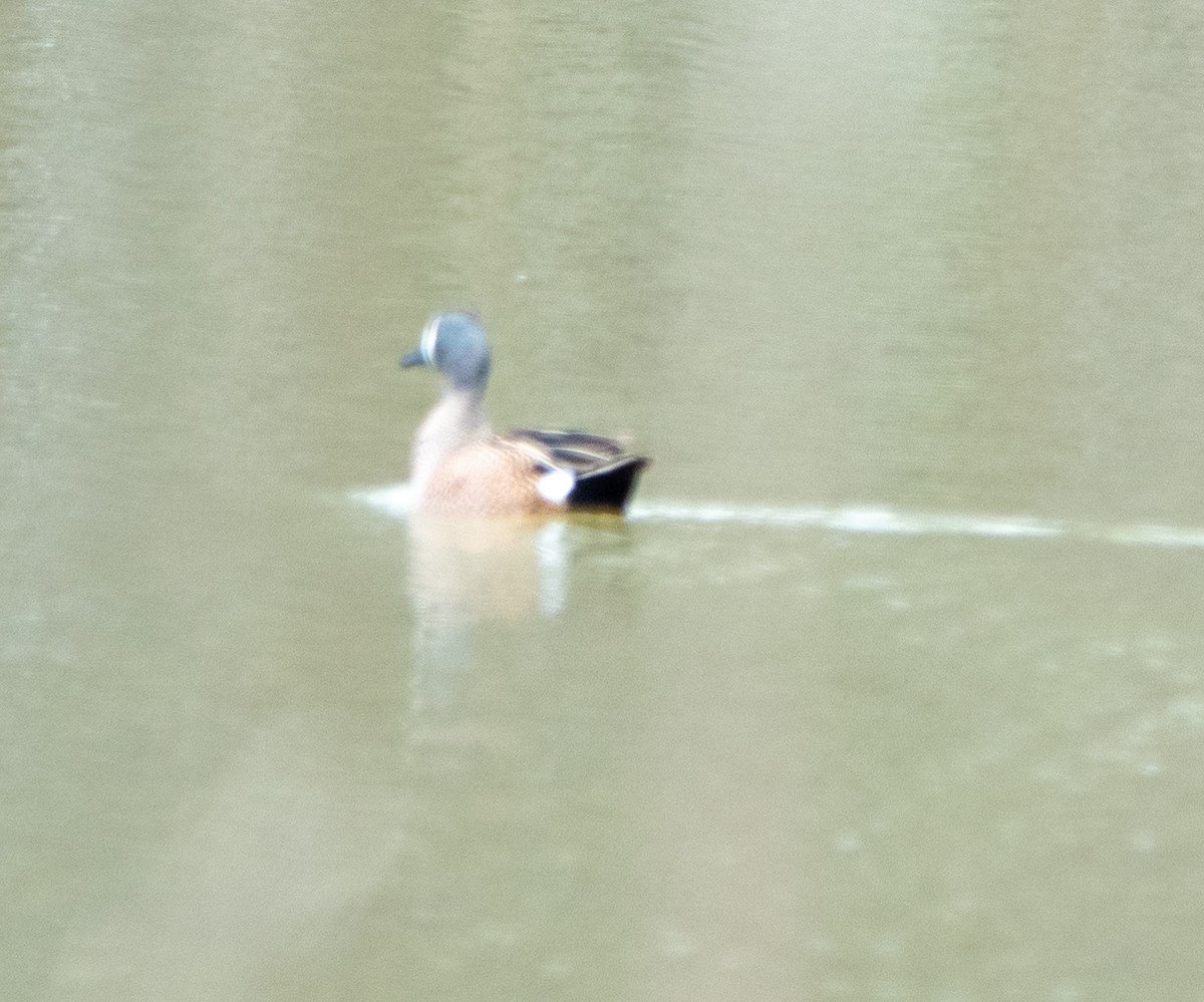 Blue-winged Teal - Daniel Smith