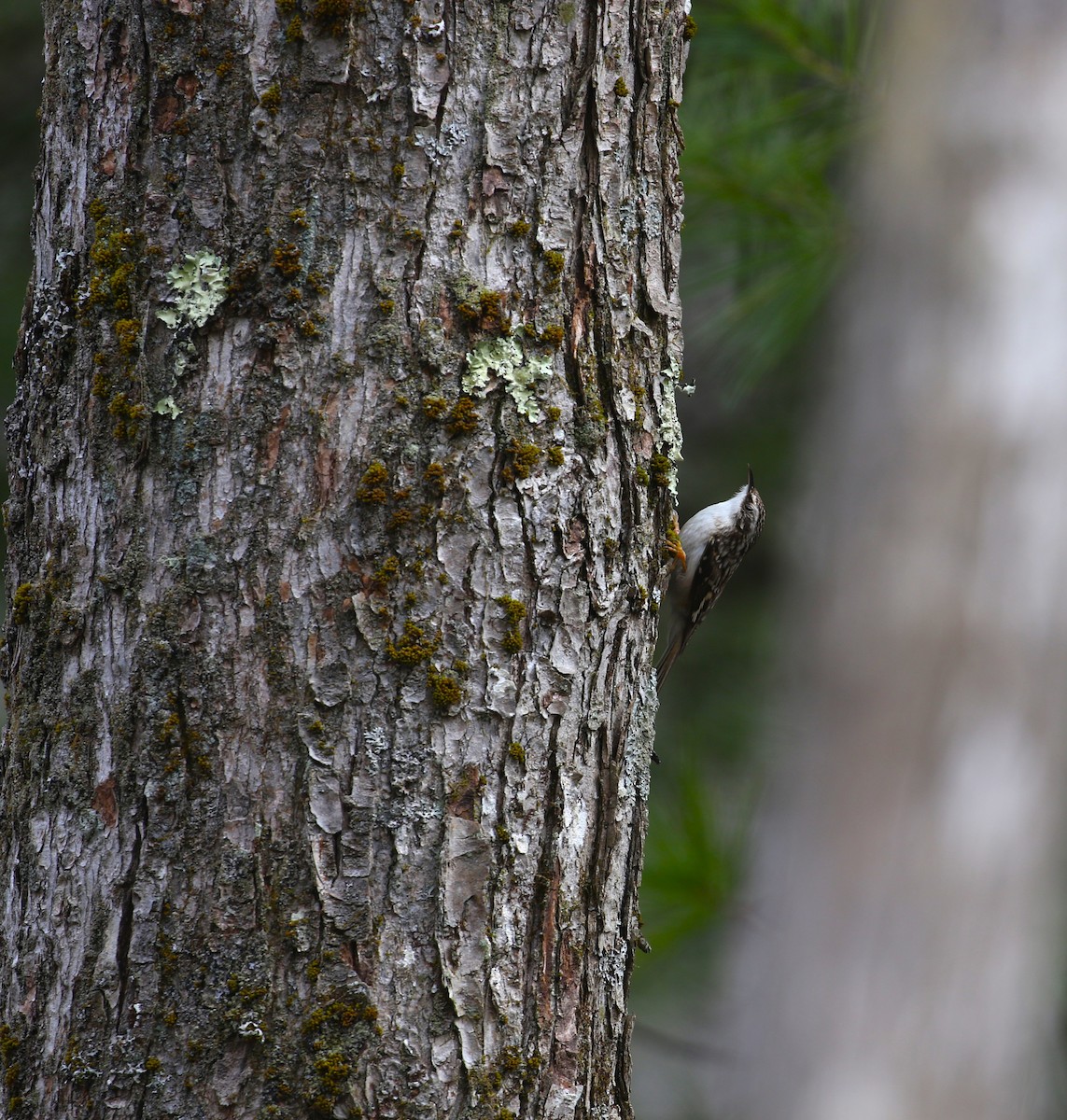Brown Creeper - ML617070005