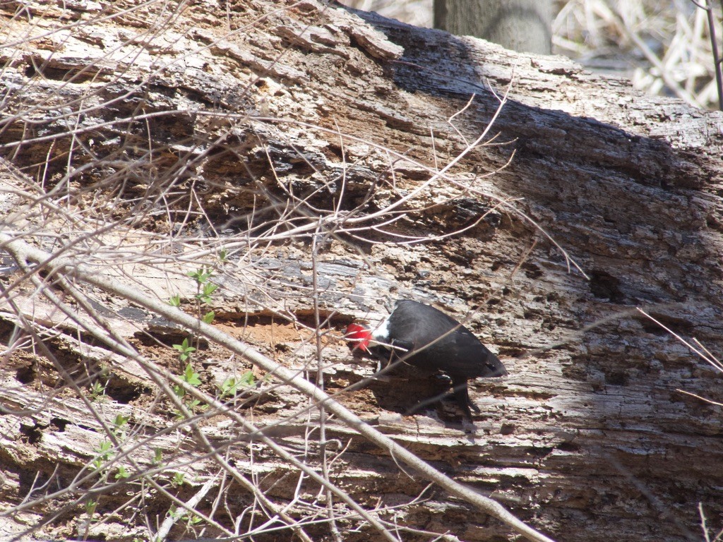 Pileated Woodpecker - ML617070006