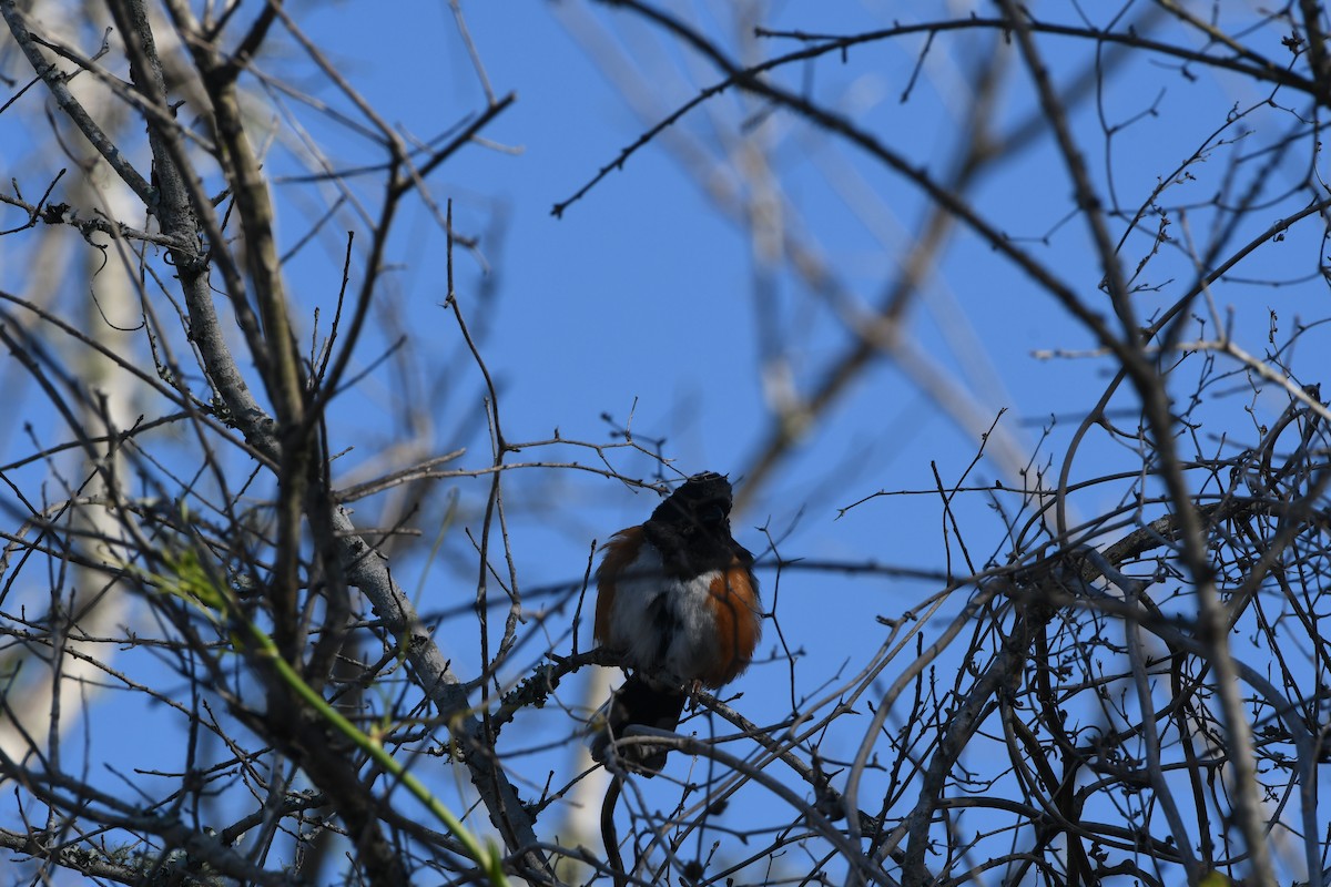 Eastern Towhee - ML617070012