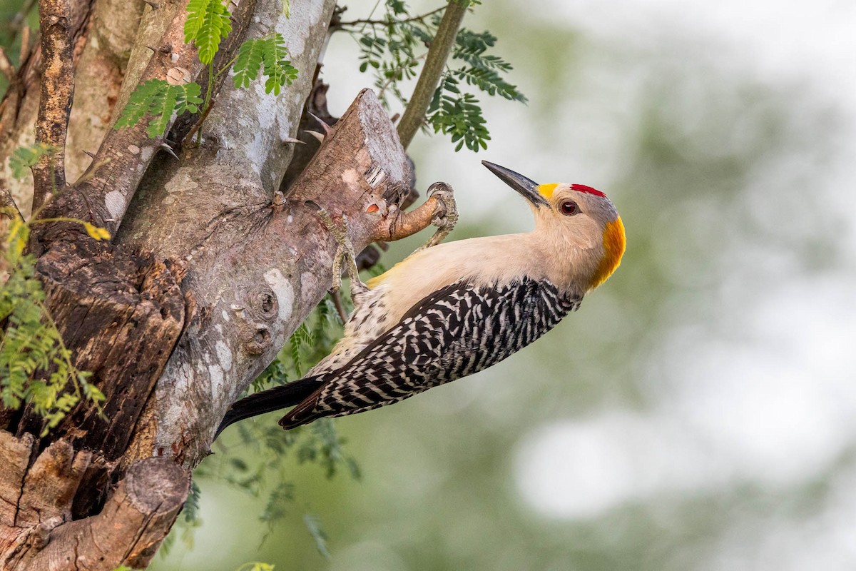 Golden-fronted Woodpecker - ML617070042