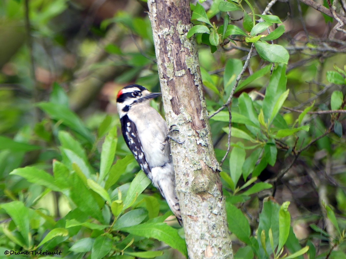 Downy Woodpecker - ML617070076