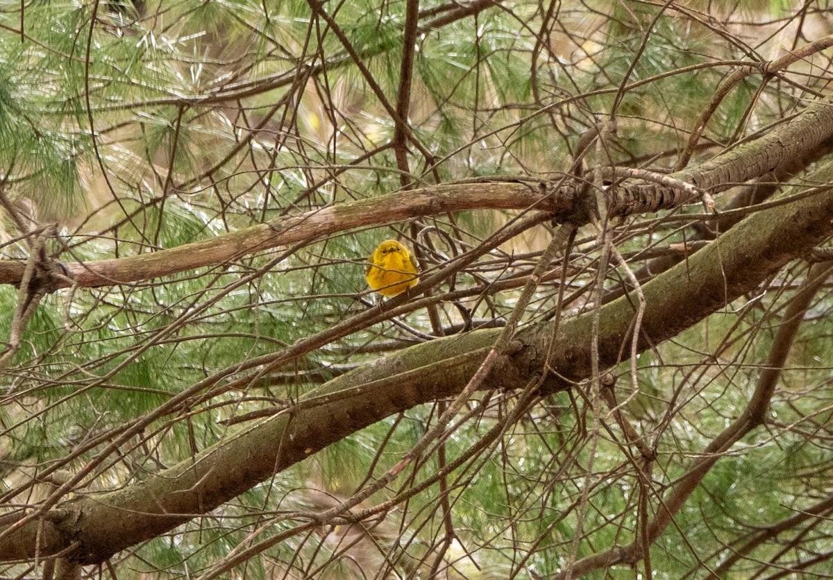 Pine Warbler - ML617070094