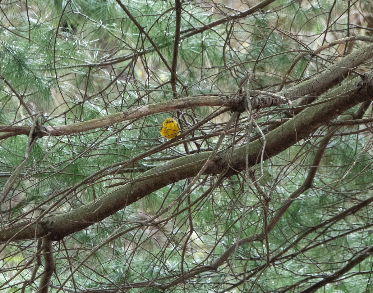 Pine Warbler - ML617070095