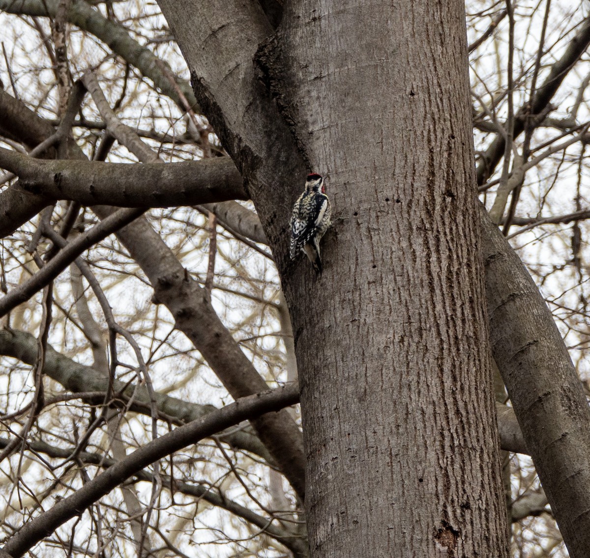 Yellow-bellied Sapsucker - Daniel Smith