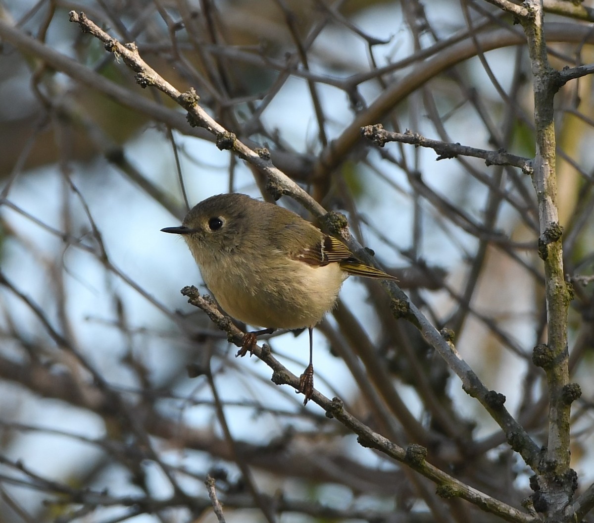 Ruby-crowned Kinglet - Pratibha Singh