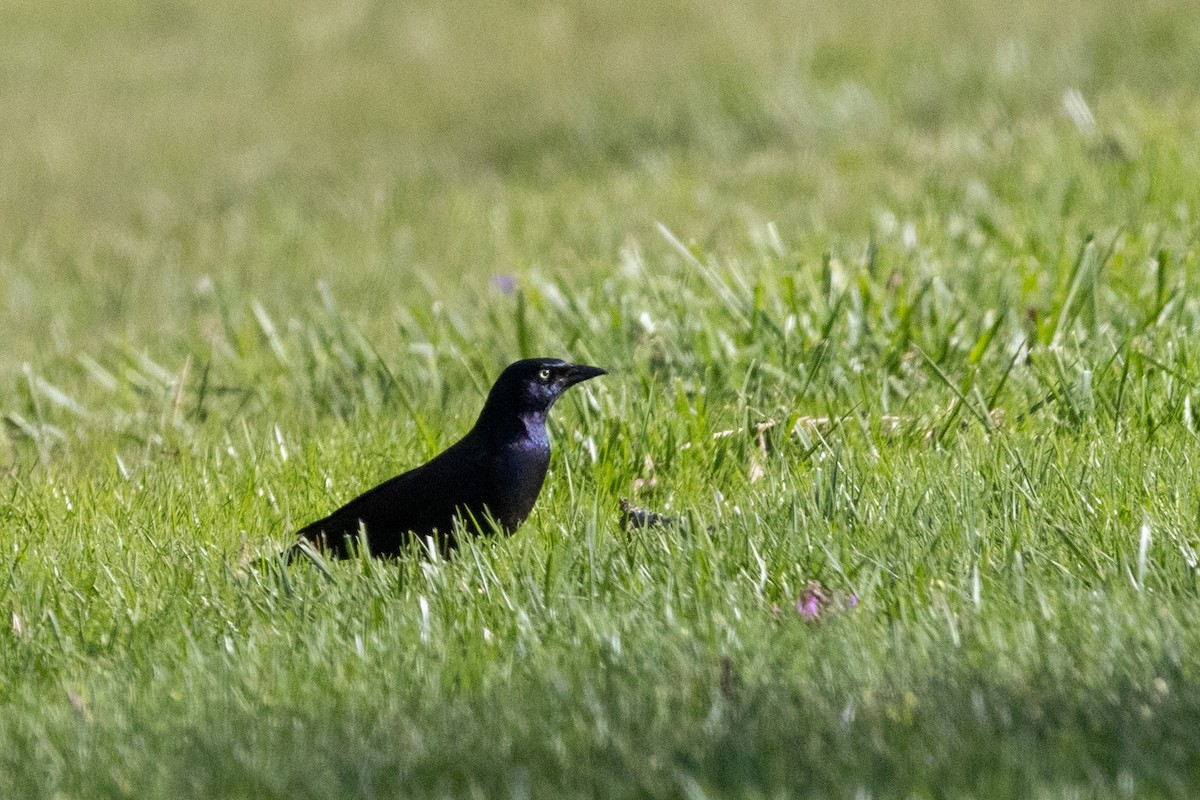 Common Grackle - ML617070216