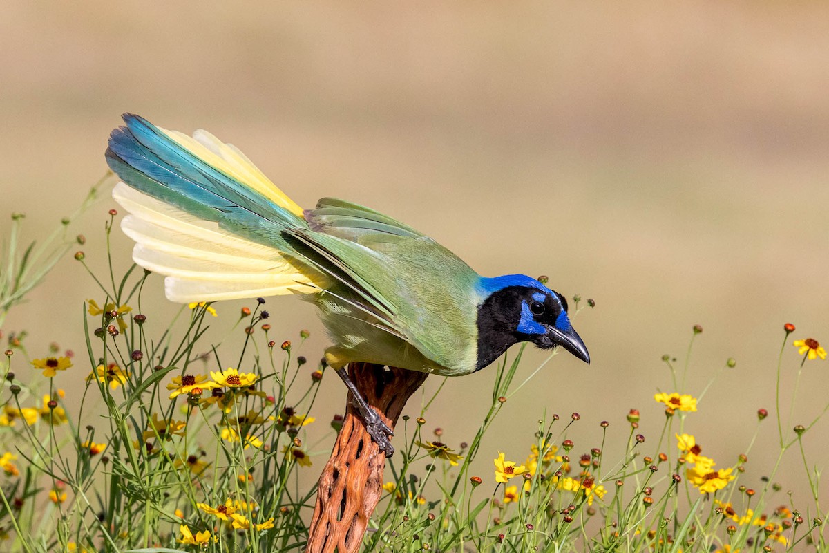 Green Jay - Ron Horn