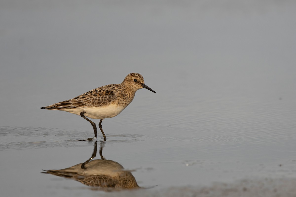 Baird's Sandpiper - Jack Rogers