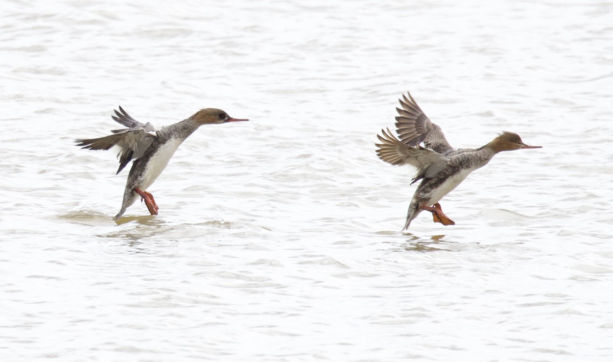 Red-breasted Merganser - ML617070234