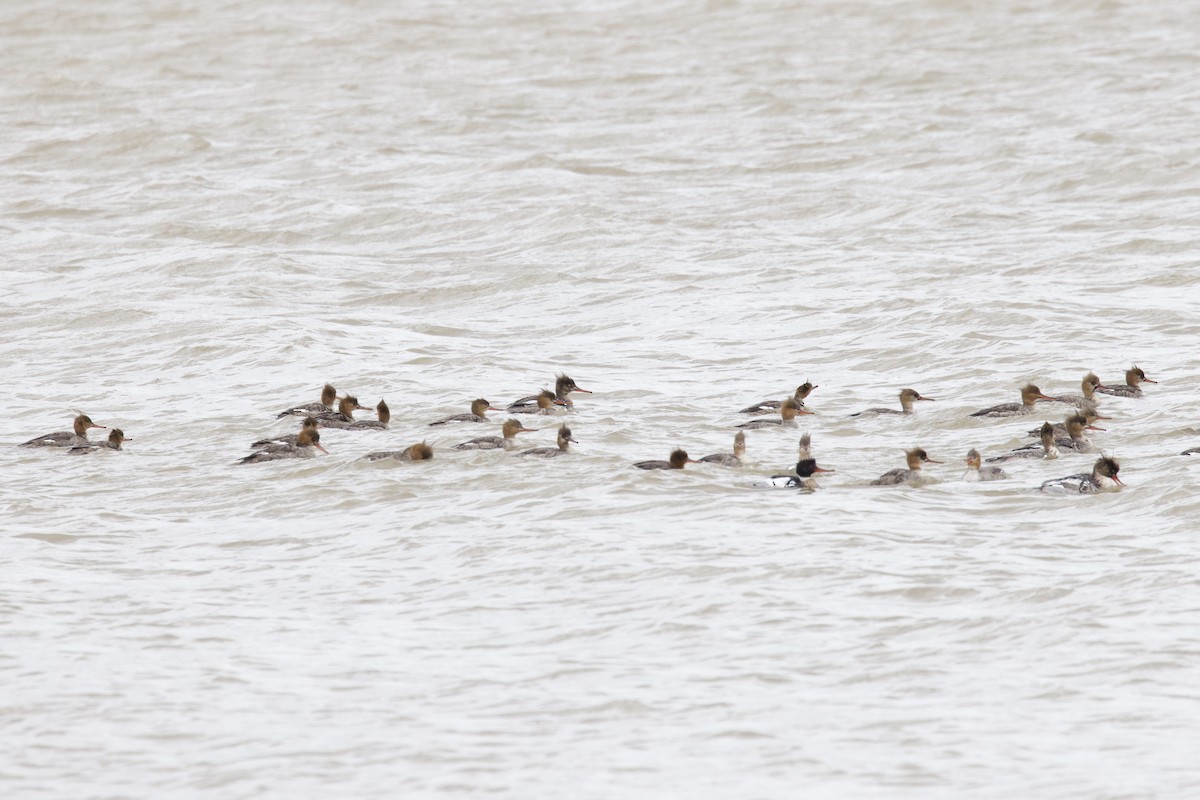 Red-breasted Merganser - ML617070235