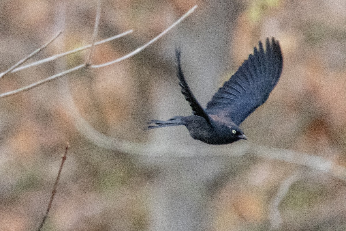 Rusty Blackbird - ML617070241