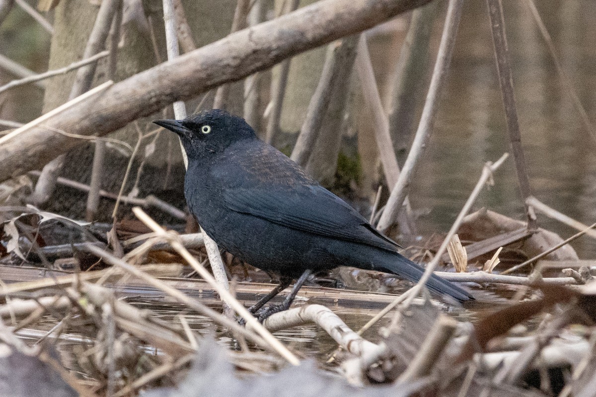 Rusty Blackbird - ML617070242