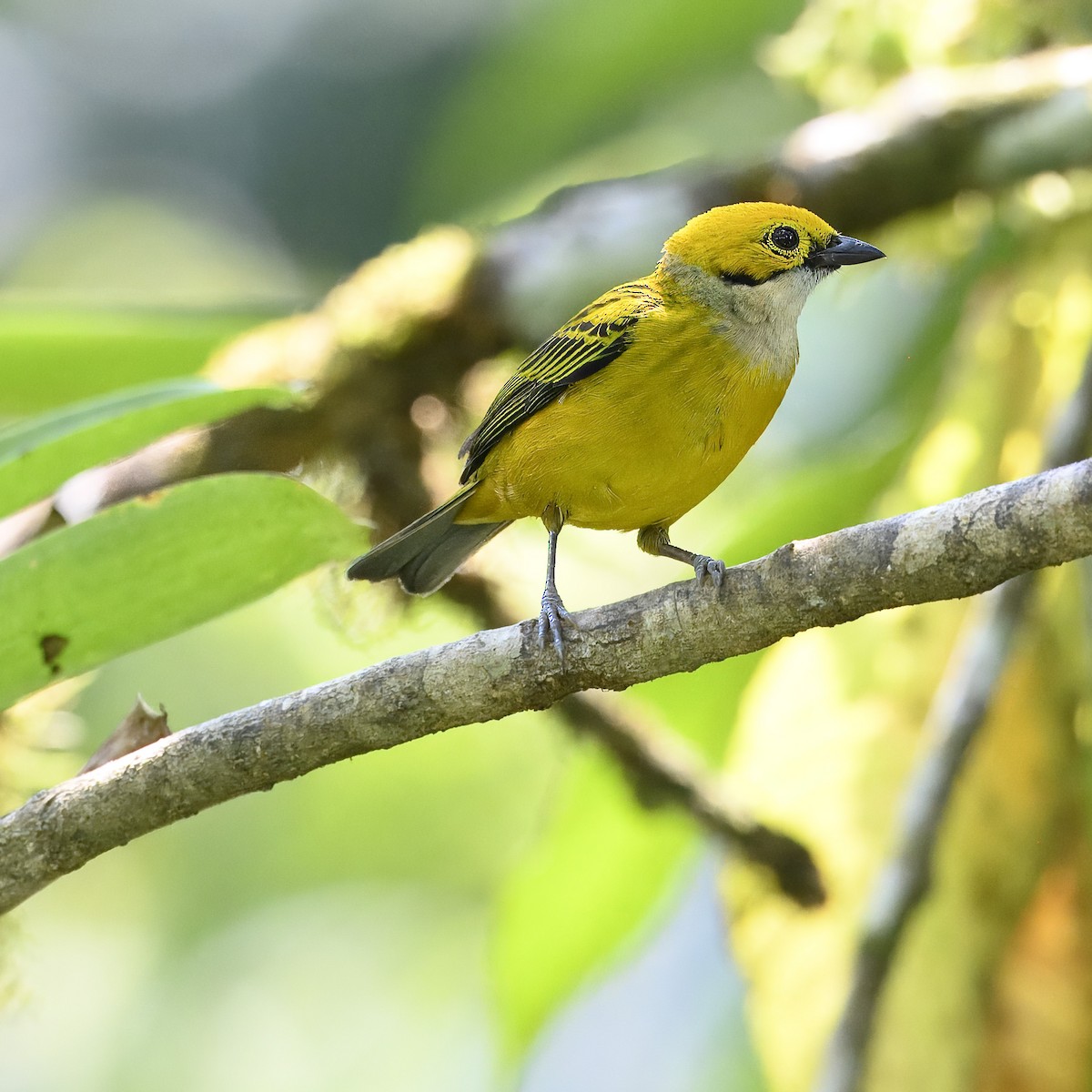 Silver-throated Tanager - Laura  Wolf