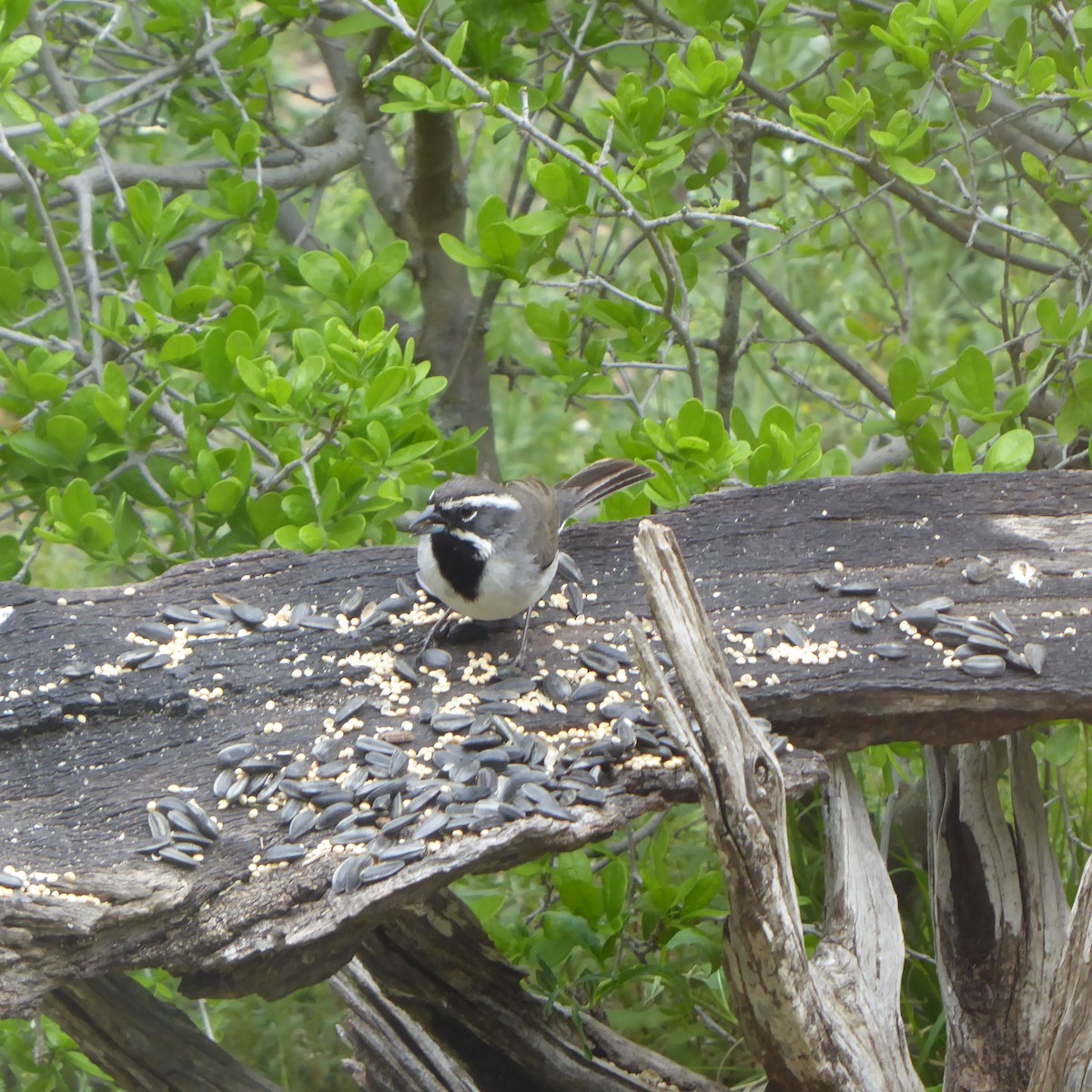 Black-throated Sparrow - ML617070281