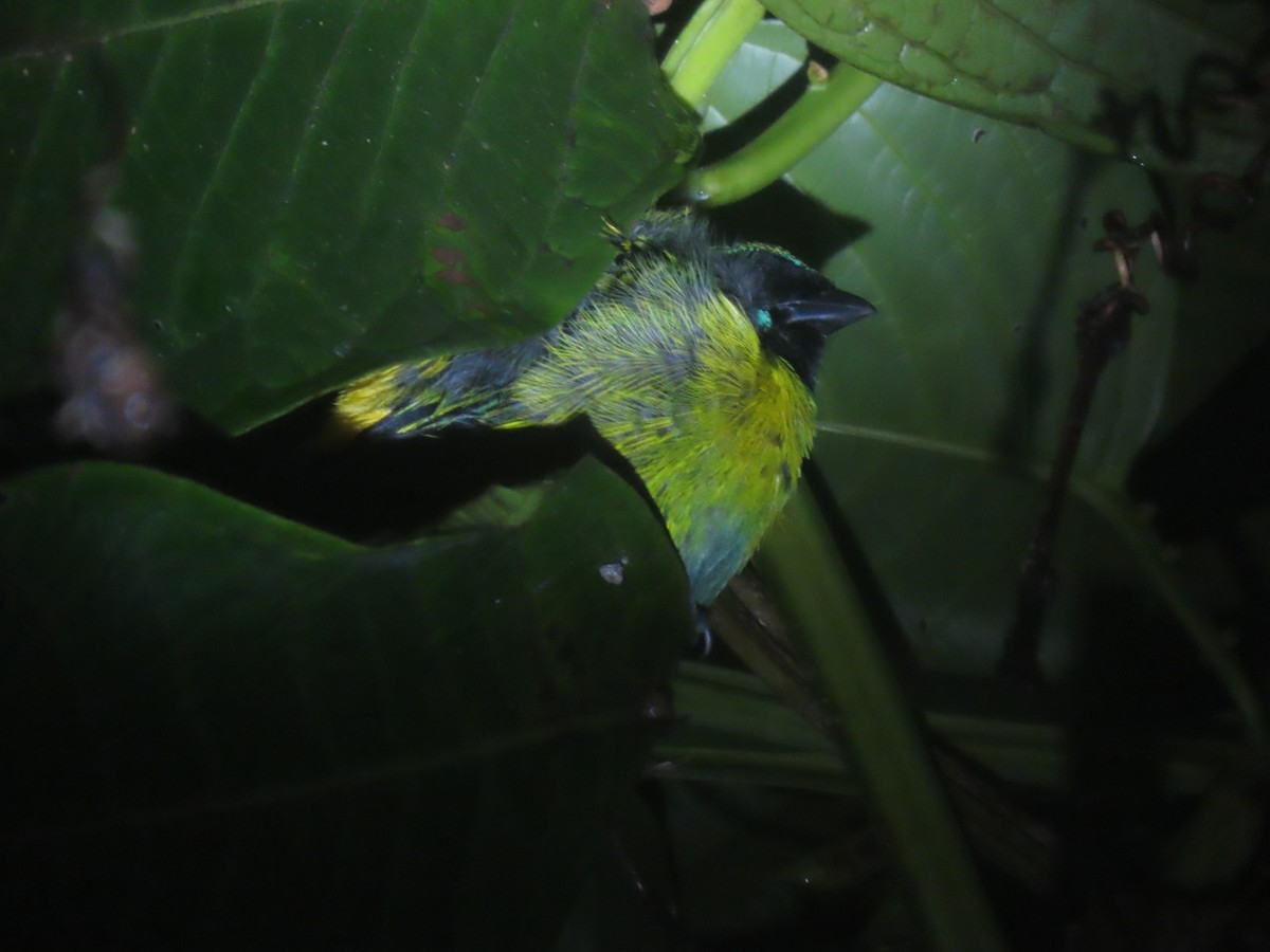 Blue-whiskered Tanager - Aarzu Maknojia
