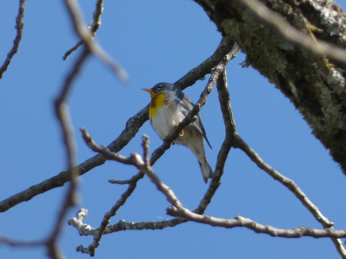 Northern Parula - ML617070350